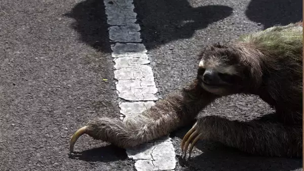 道路に横たわるナマケモノを発見した家族、よく見ると背中に小さな命！