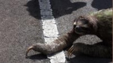 道路に横たわるナマケモノを発見した家族、よく見ると背中に小さな命！