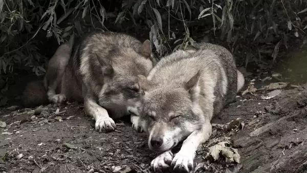 ヨーロッパ最古の犬はアジアのオオカミが祖先。DNA分析で明らかに