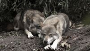 ヨーロッパ最古の犬はアジアのオオカミが祖先。DNA分析で明らかに