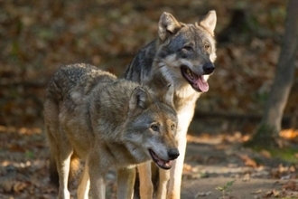 1,600kmを旅したオオカミ、運命の出会いが100年ぶりに地域に群れを復活させるきっかけに