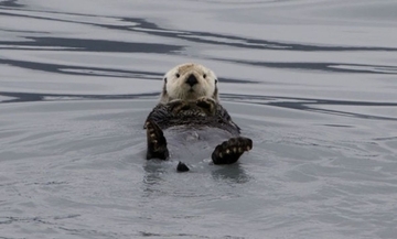 スピーカーから流れる我が子の声！迷子のラッコが母親と劇的な再会
