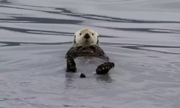 スピーカーから流れる我が子の声！迷子のラッコが母親と劇的な再会