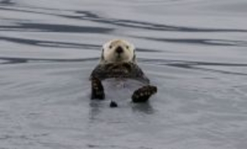 スピーカーから流れる我が子の声！迷子のラッコが母親と劇的な再会