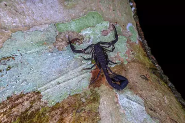 アマゾンのサソリの毒から乳がん細胞を壊死させる成分を特定