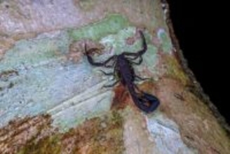 アマゾンのサソリの毒から乳がん細胞を壊死させる成分を特定