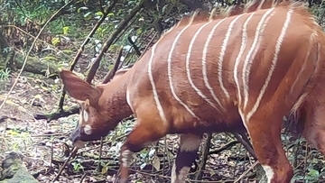 うれしいニュース。ケニアで地域絶滅が疑われていた「マウンテンボンゴ」を再発見