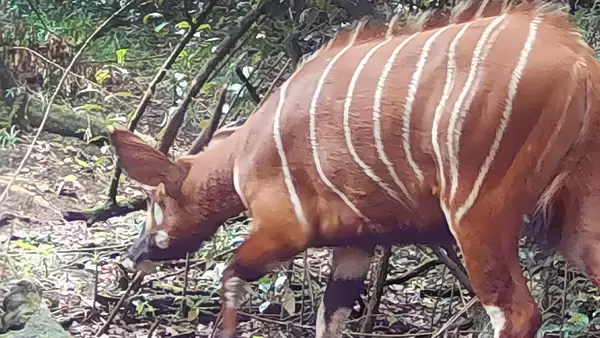 うれしいニュース。ケニアで地域絶滅が疑われていた「マウンテンボンゴ」を再発見