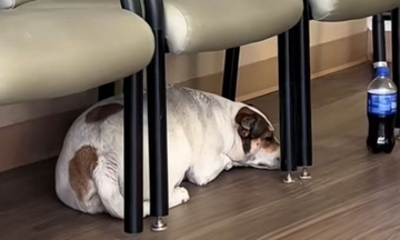 病院に搬送された飼い主を、待合室の椅子の下でじっと待ち続ける犬の献身