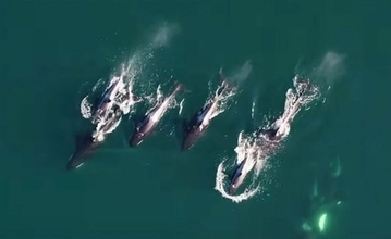 シャチとイルカがタッグを組んだ。協力して狩りをする様子が初めてとらえられる