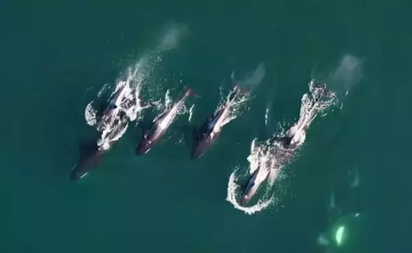 シャチとイルカがタッグを組んだ。協力して狩りをする様子が初めてとらえられる
