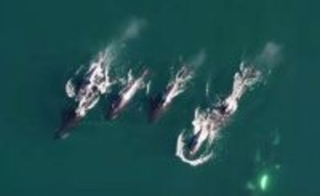 シャチとイルカがタッグを組んだ。協力して狩りをする様子が初めてとらえられる