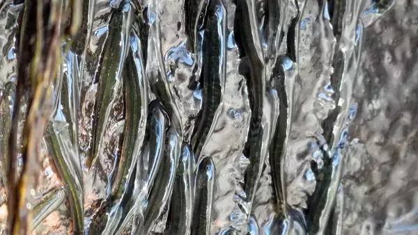 小さな魚の大群が10時間かけて滝の崖をよじ登る。伝説は本当だった。