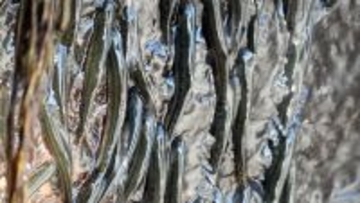 小さな魚の大群が10時間かけて滝の崖をよじ登る。伝説は本当だった。