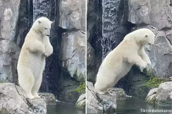 シロクマが水に飛びこむダイブスタイルがかわいすぎた