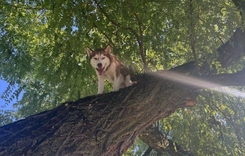 リスを夢中で追いかけ木に登ったハスキー、自力で降りられないことに気付く