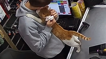 トルコの世界。腹ペコ猫を店に招き入れ餌を与えたところ、毎日ぎゅっとハグするように
