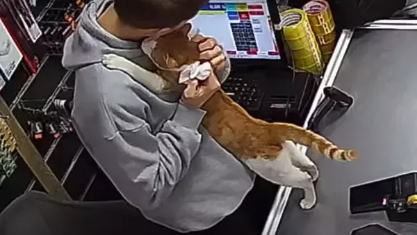トルコの世界。腹ペコ猫を店に招き入れ餌を与えたところ、毎日ぎゅっとハグするように