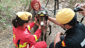 ロバの消防隊が、スペインの国立公園を山火事から守っていた