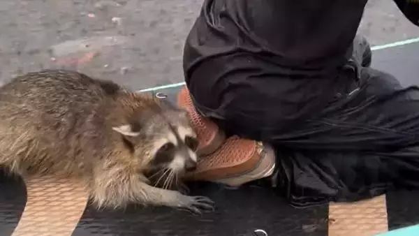 犬が溺れている？助けに行ったらアライグマ！男性にしっぽり身を寄せ、岸まで届けてもらう