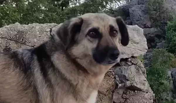 山道を歩いている女性に心を重ねた野良犬、ひたすら後を追いかけ、家族になるまでの物語