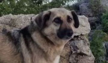 山道を歩いている女性に心を重ねた野良犬、ひたすら後を追いかけ、家族になるまでの物語