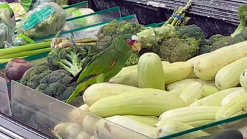 こいつ、擬態してやがる。メキシコの野菜売り場でズッキーニをパクつくインコ