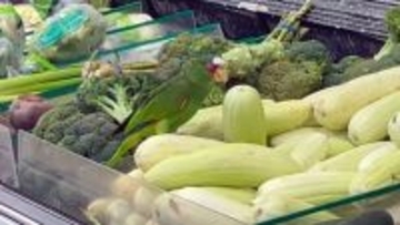 こいつ、擬態してやがる。メキシコの野菜売り場でズッキーニをパクつくインコ