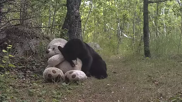 ある日森の中、クマさんがテディベアに出会った結果、好きすぎて毎日のように会いに来る