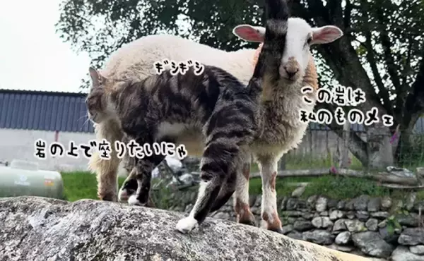 羊と猫の椅子取りゲーム。岩を独り占めしたい羊と猫の攻防戦が面白い