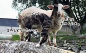 羊と猫の椅子取りゲーム。岩を独り占めしたい羊と猫の攻防戦が面白い