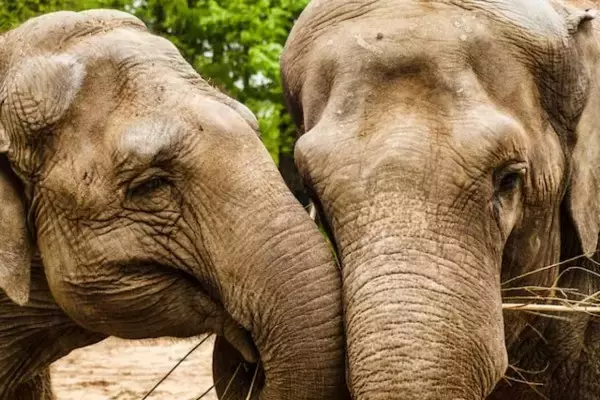 野生の象は名前があり、互いの名前（特定の鳴き声）で呼び合っているとする研究結果