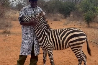 孤児のシマウマを安心させるため、ゼブラ柄のコートでお世話をする飼育員たち