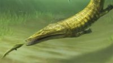 古代両生類は海を渡り世界中へ広がっていった。2億5000万年前の化石の再発見で明らかに