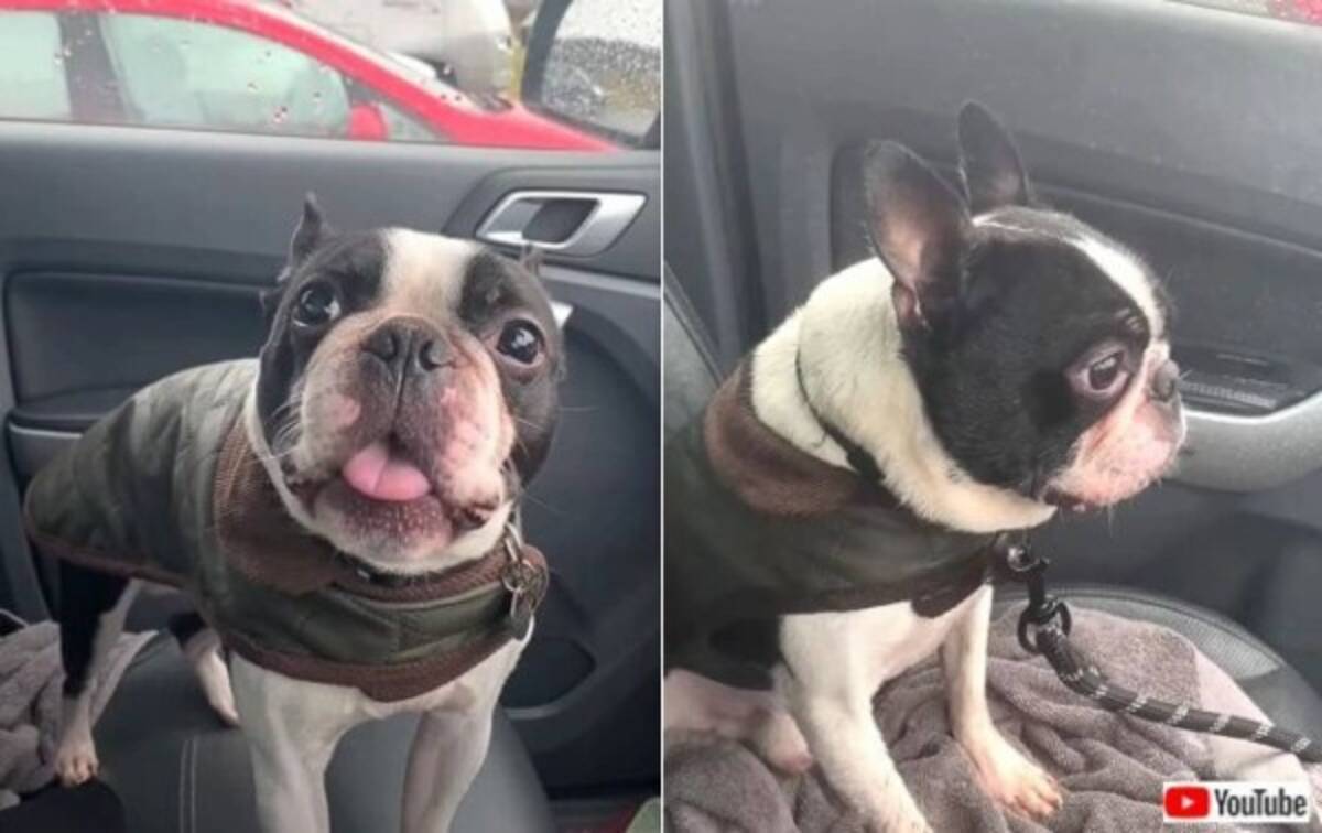 愛犬のボストンテリア お外に行きたい どうしても しかしお外は寒かった 車に戻ってきた結果 22年2月日 エキサイトニュース 愛犬のボストンテリア お外に行きたい どうしても しかしお外は寒かった 車に戻ってきた結果 22年2月日 エキサイトニュース