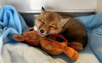 もう野生には戻せない…。人懐っこすぎる子ギツネの保護物語