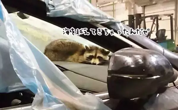 密航しちゃいました。アメリカから船で東欧に渡ったアライグマ