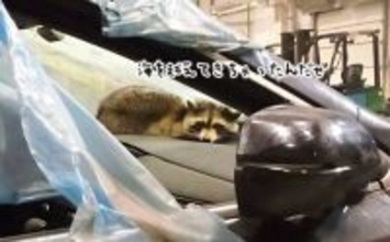 密航しちゃいました。アメリカから船で東欧に渡ったアライグマ