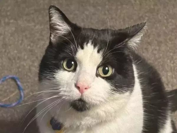 CDS事案「自分は犬派」と信じていた女性の元に猫が現れ、あっという間に陥落