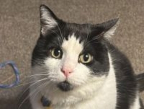 CDS事案「自分は犬派」と信じていた女性の元に猫が現れ、あっという間に陥落