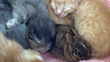5匹の子猫を生んだ母猫、ウサギの子も一緒に育てていた！