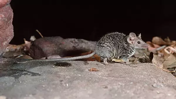 オーストラリアで有袋類の新種発見！小さくてかわいいけど獰猛なハンター