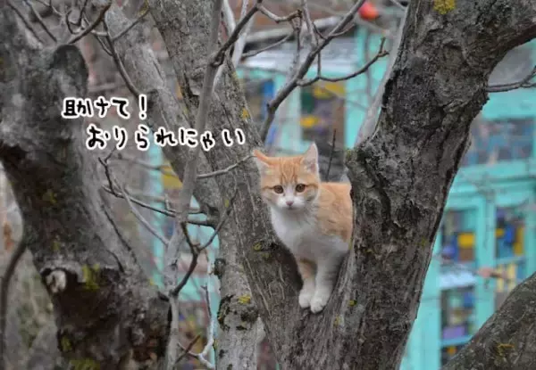 アメリカには木から降りられなくなった猫を救う専門の救助隊がいる