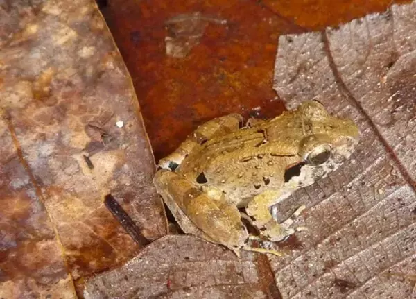 世界最小の牙の生えたカエルの新種を発見。オスが卵を守る珍しい生態