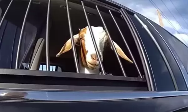 ムシャクシャして食べた？道路の草を爆食していたヤギが現行犯で連行、余罪あり