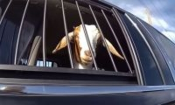 ムシャクシャして食べた？道路の草を爆食していたヤギが現行犯で連行、余罪あり