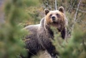 人里近くに住むイタリアのヒグマは、より小型で攻撃性が低くなるように進化していた