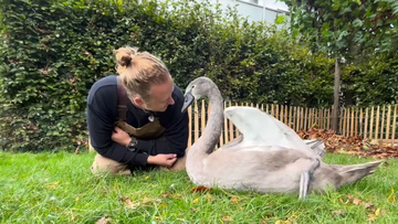 巣に置き去りになっていた卵の孵化に成功、白鳥と生涯にわたる友情を築いた男性