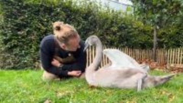 巣に置き去りになっていた卵の孵化に成功、白鳥と生涯にわたる友情を築いた男性