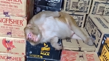 酒屋に侵入した猿がウォッカをラッパ飲み！泥酔して店内で爆睡する事案（インド）